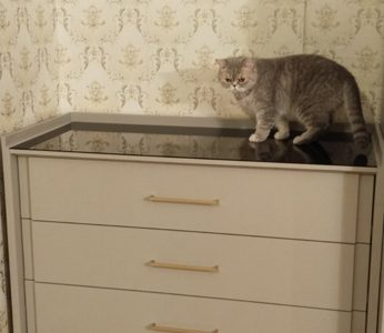 Гостиная "Брюгге" в отделке Капучино